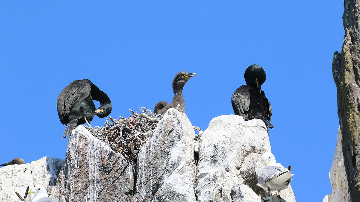 Kuifaalscholvers Farne Islands